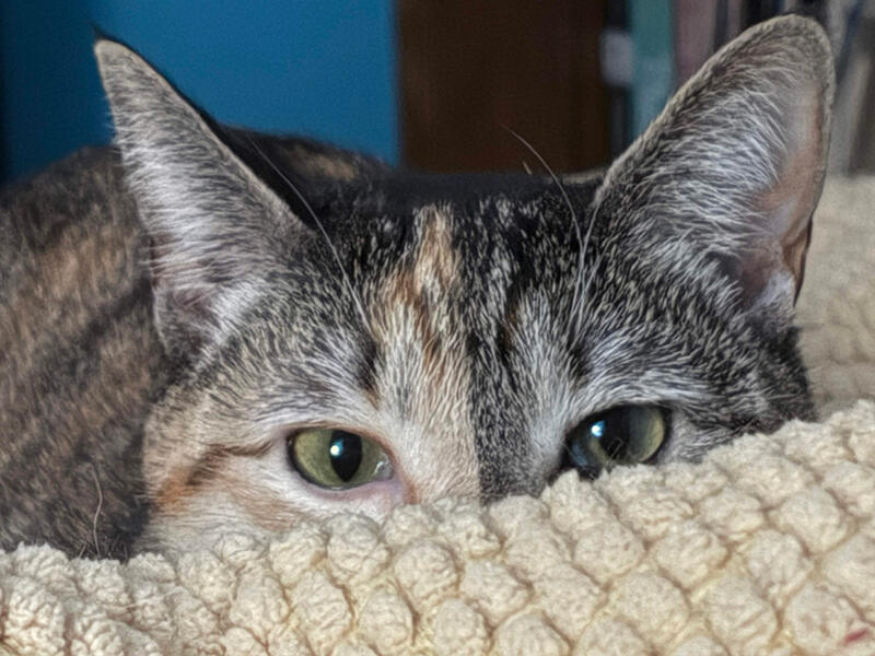 Penny The Editor